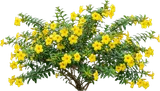 Allamanda