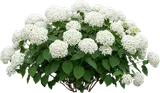 Annabelle Hydrangea