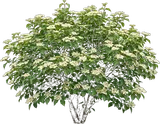 Arrowwood Viburnum