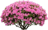 Azalea