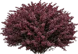 Japanese Barberry