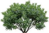 Northern Bayberry