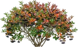 Black Chokeberry