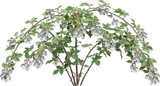 Blackberry