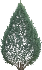 Blue Point Juniper