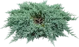 Blue Rug Juniper