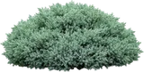 Blue Star Juniper