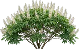 Bottlebrush Buckeye