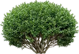 Common Boxwood