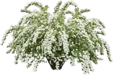 Bridal Wreath Spirea