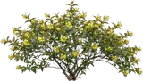 Bush Honeysuckle