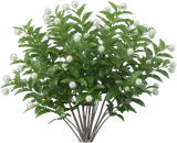 Buttonbush