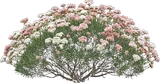 California Buckwheat