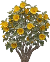 California Flannel Bush