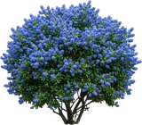 California Lilac