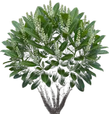Cherry Laurel (English Laurel)