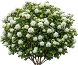 Chinese Snowball Viburnum