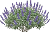 Cleveland Sage