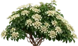 Climbing Hydrangea