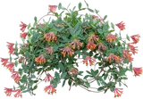 Coral Honeysuckle