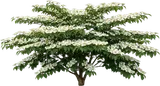 Doublefile Viburnum