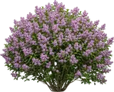 Dwarf Korean Lilac