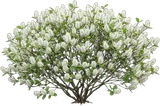Fothergilla