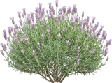 French Lavender