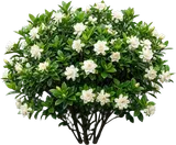 Gardenia