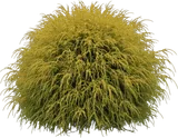 Gold Mop False Cypress