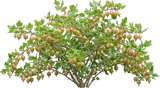 Gooseberry