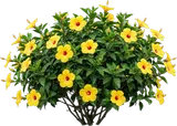 Yellow Hibiscus