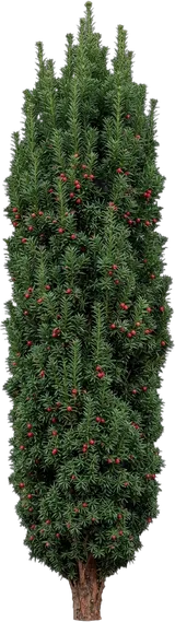 Hicks Yew