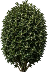 Holly Tea Olive (False Holly)