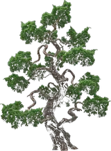 Hollywood Juniper