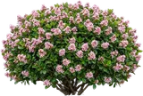 Indian Hawthorn