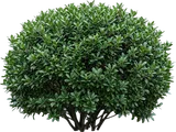 Inkberry Holly