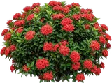 Red Ixora