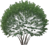 Japanese Plum Yew