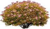 Japanese Spirea