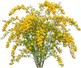 Japanese Kerria