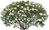 Korean Spice Viburnum