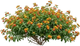 Lantana (Multicolor)