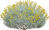 Lavender Cotton