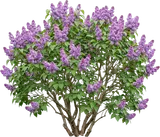 Common Lilac