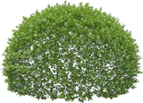 Littleleaf Boxwood (Japanese Boxwood)