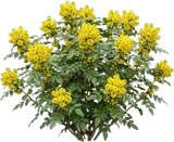 Oregon Grape Holly