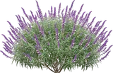 Mexican Bush Sage