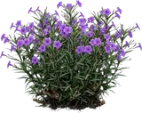 Mexican Petunia