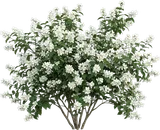 Mock Orange